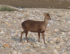 Axis porcinus porcinus