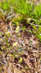 Goodenia pusilliflora