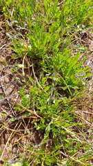 Goodenia pusilliflora