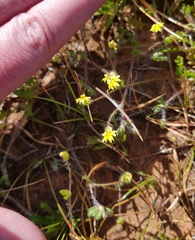 Goodenia pusilliflora