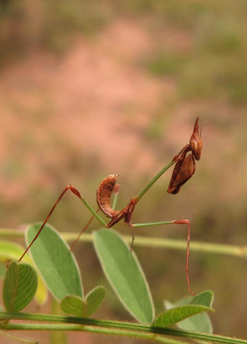 Photo of Ornate Conehead Mantis (Idolomorpha dentifrons)