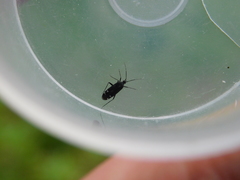 Macrotylus quadrilineatus