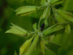 Macrotylus quadrilineatus
