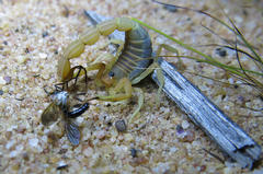 Parabuthus mossambicensis