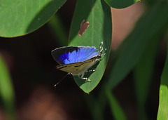 Hypolycaena othona