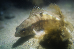 Centropristis striata