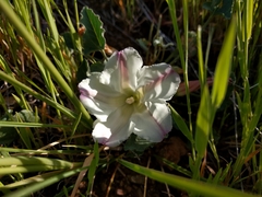 Calystegia collina