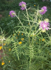 Galactites tomentosus