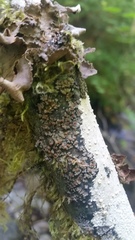 Fuscopannaria pacifica