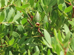 Steropleurus pseudolus