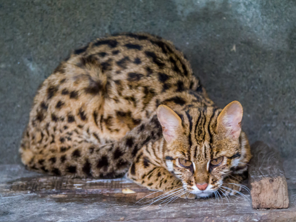 Mainland Leopard Cat