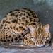 Indochinese Leopard Cat - Photo (c) Mike Prince, some rights reserved (CC BY)
