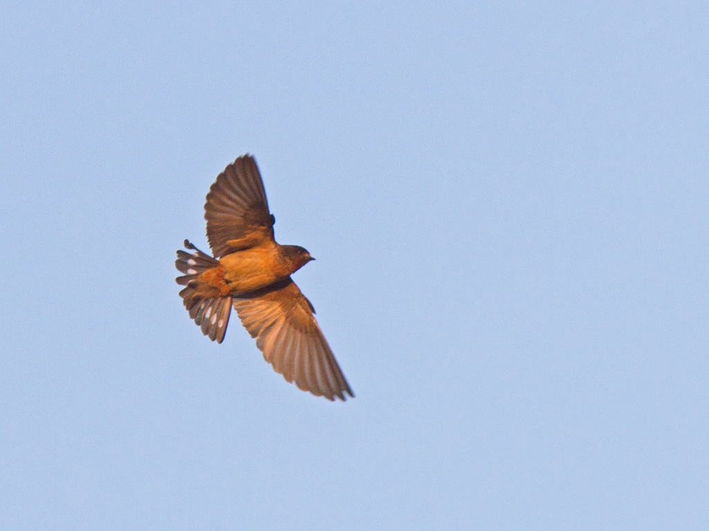 Red-throated Swallow (Petrochelidon rufigula) photo