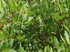 Steropleurus pseudolus