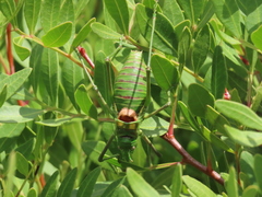 Steropleurus pseudolus