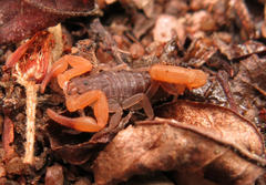 Pseudolychas ochraceus