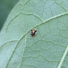 Deloyala guttata
