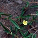 Hibbertia lepidota - Photo (c) 
Murray Fagg, some rights reserved (CC BY)