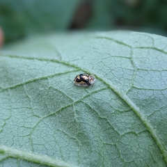 Deloyala guttata