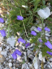 Campanula cespitosa