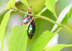 Sternocera
