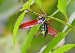Sternocera
