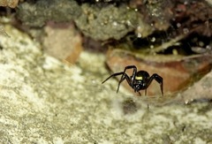 Steatoda cingulata