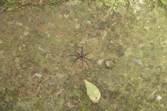 Heteropoda amphora