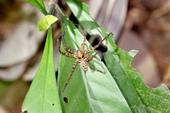 Heteropoda amphora
