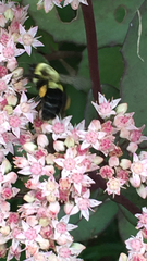 Bombus impatiens
