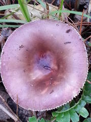 Russula capensis