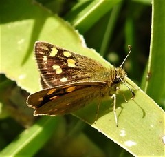 Metisella metis metis