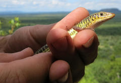 Gerrhosaurus flavigularis