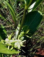 Vangueria venosa
