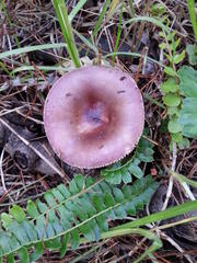 Russula capensis