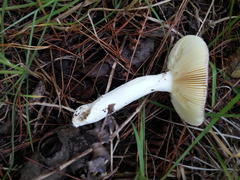 Russula capensis