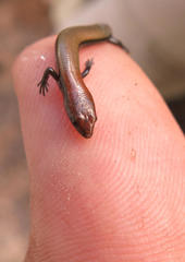 Panaspis wahlbergii