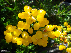Calceolaria integrifolia