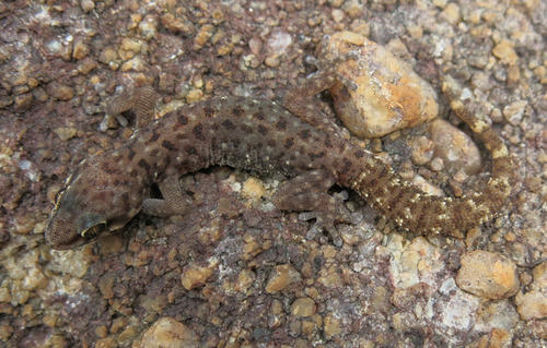 Pachydactylus affinis