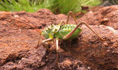 Acanthoplus discoidalis