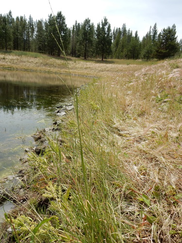 small floating mannagrass (Glyceria borealis)