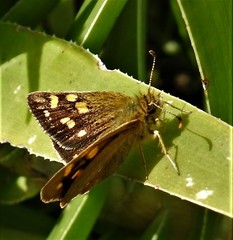 Metisella metis metis