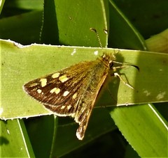 Metisella metis metis