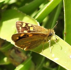 Metisella metis metis