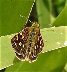 Metisella metis metis