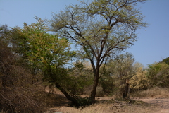 Vachellia robusta clavigera