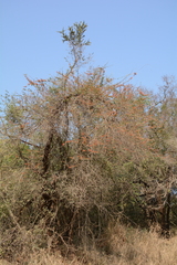 Combretum microphyllum