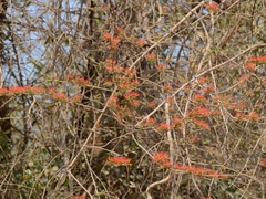 Combretum microphyllum