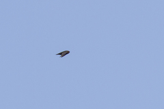 Apus horus fuscobrunneus