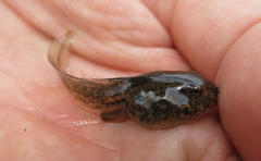 Tomopterna krugerensis